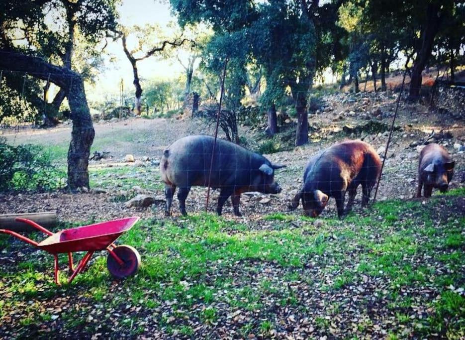 Casa Rural Alicia Cortegana Εξωτερικό φωτογραφία
