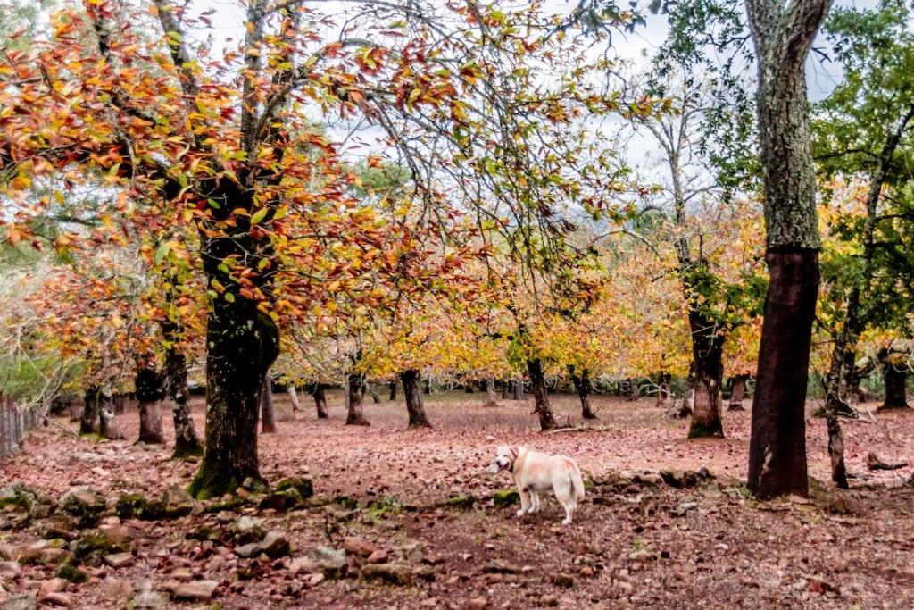 Casa Rural Alicia Cortegana Εξωτερικό φωτογραφία
