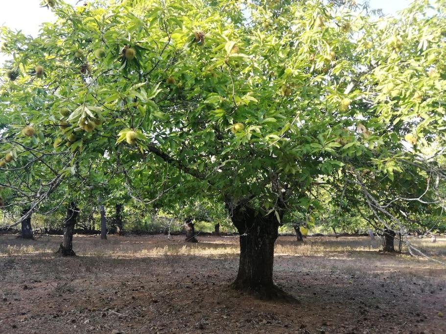 Casa Rural Alicia Cortegana Εξωτερικό φωτογραφία